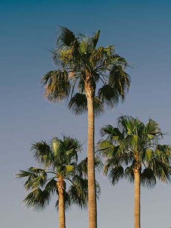 Lanzarote, Spain, palm trees Wallpaper 2048x2732