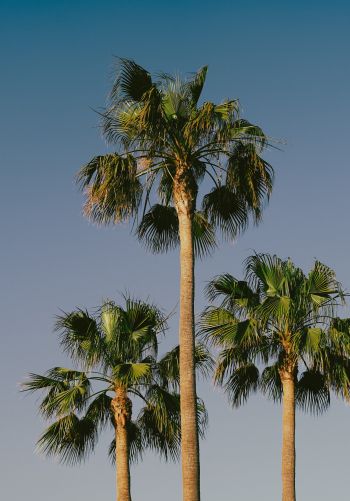 Lanzarote, Spain, palm trees Wallpaper 1668x2388
