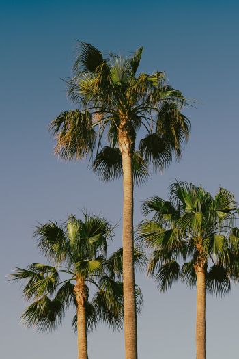 Lanzarote, Spain, palm trees Wallpaper 640x960