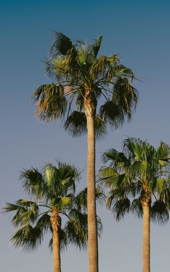 Lanzarote, Spain, palm trees Wallpaper 1752x2800
