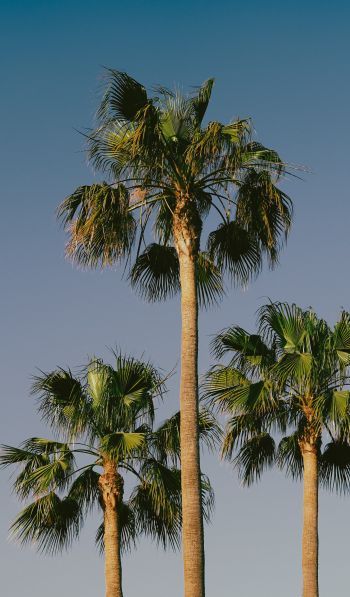 Lanzarote, Spain, palm trees Wallpaper 600x1024