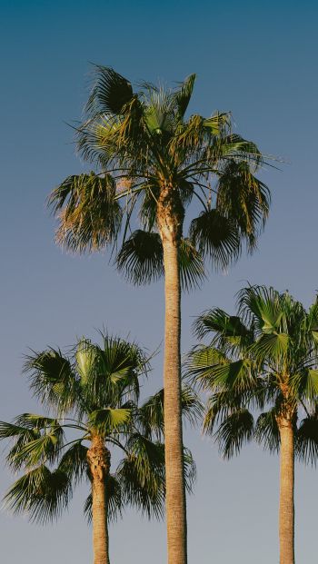 Lanzarote, Spain, palm trees Wallpaper 640x1136
