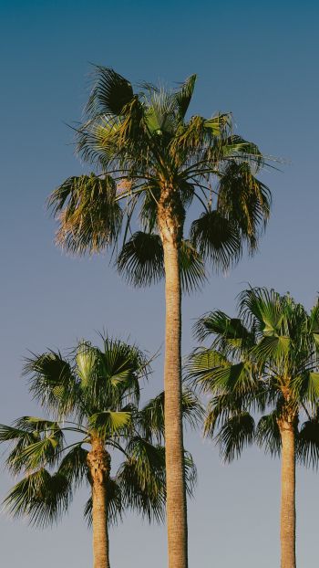 Lanzarote, Spain, palm trees Wallpaper 1440x2560