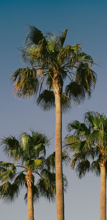 Lanzarote, Spain, palm trees Wallpaper 1080x2220