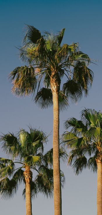 Lanzarote, Spain, palm trees Wallpaper 1080x2280