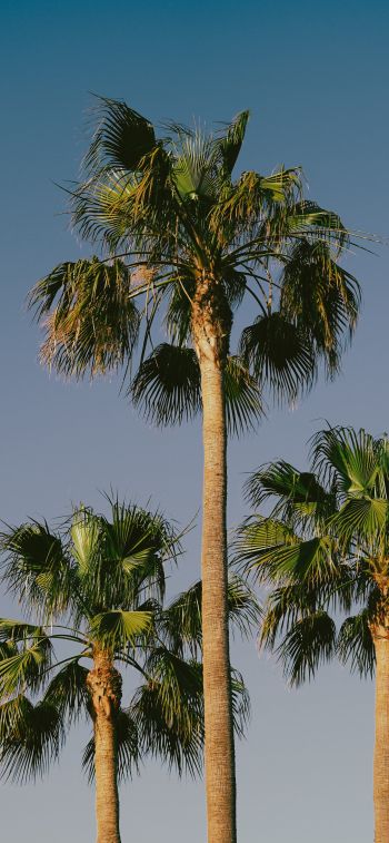 Lanzarote, Spain, palm trees Wallpaper 1284x2778