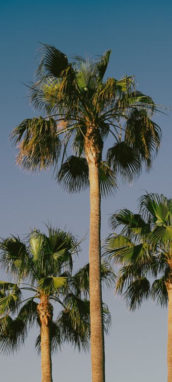 Lanzarote, Spain, palm trees Wallpaper 1080x2400