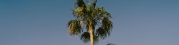 Lanzarote, Spain, palm trees Wallpaper 1590x400