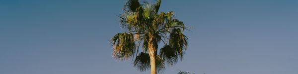 Обои 1590x400 Лансароте, Испания, пальмы