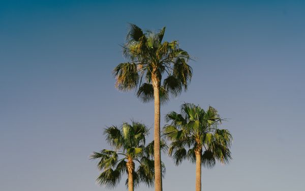 Обои 1920x1200 Лансароте, Испания, пальмы