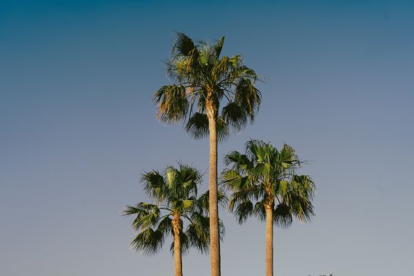 Обои 6000x4000 Лансароте, Испания, пальмы