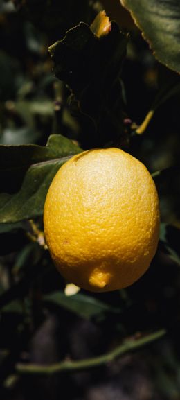 lemon tree, lemon Wallpaper 1440x3200