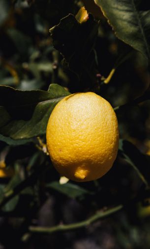 lemon tree, lemon Wallpaper 1200x2000