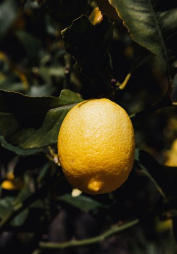 Обои 1668x2388 лимонное дерево, лимон