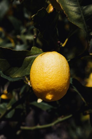 Обои 640x960 лимонное дерево, лимон