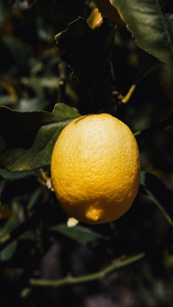 Обои 640x1136 лимонное дерево, лимон