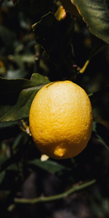 Обои 720x1440 лимонное дерево, лимон