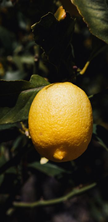 Обои 1440x2960 лимонное дерево, лимон