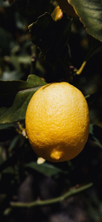 Обои 828x1792 лимонное дерево, лимон