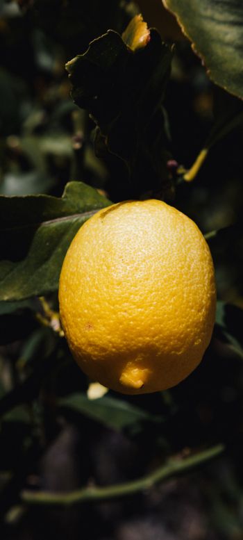 Обои 1080x2400 лимонное дерево, лимон