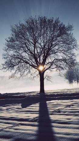 frosty morning, winter Wallpaper 640x1136