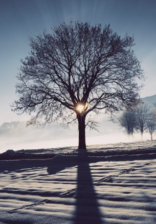 frosty morning, winter Wallpaper 1640x2360