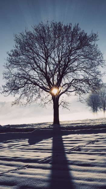 frosty morning, winter Wallpaper 1080x1920