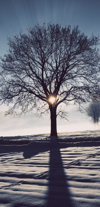 frosty morning, winter Wallpaper 1080x2220