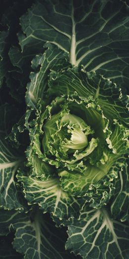 cabbage, vegetable, green wallpaper Wallpaper 720x1440