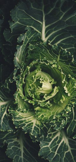 cabbage, vegetable, green wallpaper Wallpaper 1440x3040