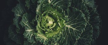 cabbage, vegetable, green wallpaper Wallpaper 2560x1080