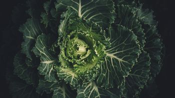 cabbage, vegetable, green wallpaper Wallpaper 1366x768