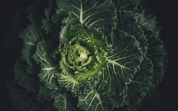 cabbage, vegetable, green wallpaper Wallpaper 2560x1600