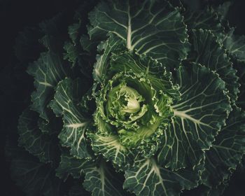cabbage, vegetable, green wallpaper Wallpaper 1280x1024