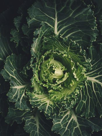 cabbage, vegetable, green wallpaper Wallpaper 1668x2224