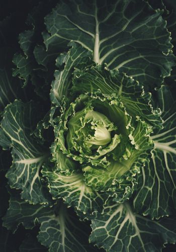 cabbage, vegetable, green wallpaper Wallpaper 1668x2388
