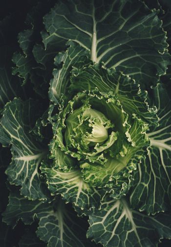 cabbage, vegetable, green wallpaper Wallpaper 1640x2360