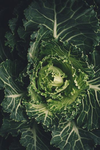 cabbage, vegetable, green wallpaper Wallpaper 640x960