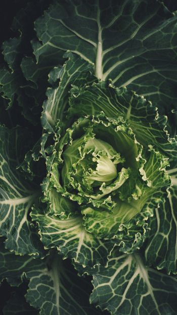 cabbage, vegetable, green wallpaper Wallpaper 640x1136