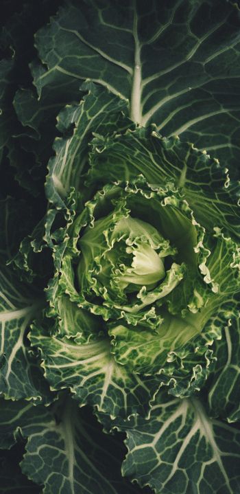 cabbage, vegetable, green wallpaper Wallpaper 1080x2220