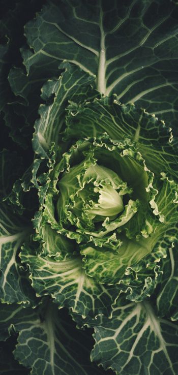 cabbage, vegetable, green wallpaper Wallpaper 720x1520