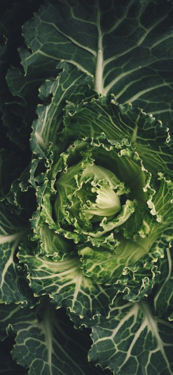 cabbage, vegetable, green wallpaper Wallpaper 1125x2436