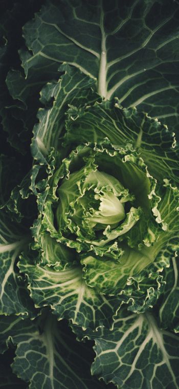 cabbage, vegetable, green wallpaper Wallpaper 1080x2340