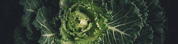 cabbage, vegetable, green wallpaper Wallpaper 1590x400