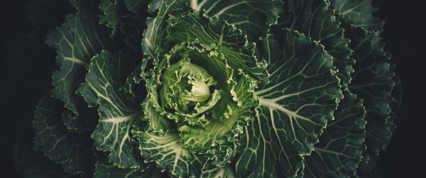 cabbage, vegetable, green wallpaper Wallpaper 3440x1440