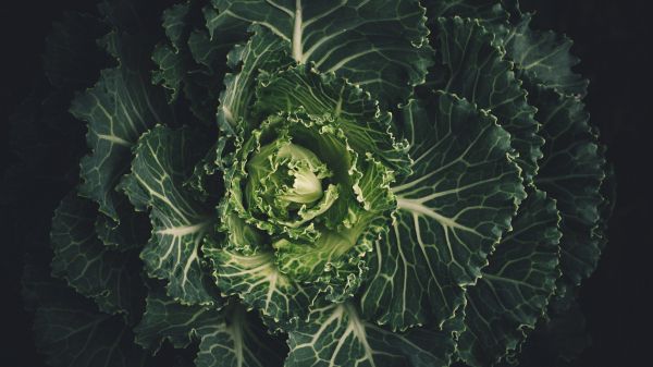 cabbage, vegetable, green wallpaper Wallpaper 2560x1440