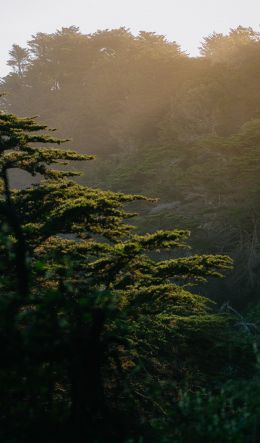 trees, in the mountains Wallpaper 600x1024