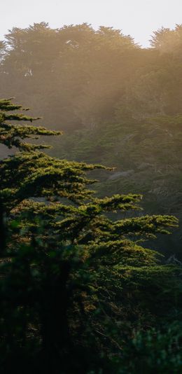 trees, in the mountains Wallpaper 1080x2220