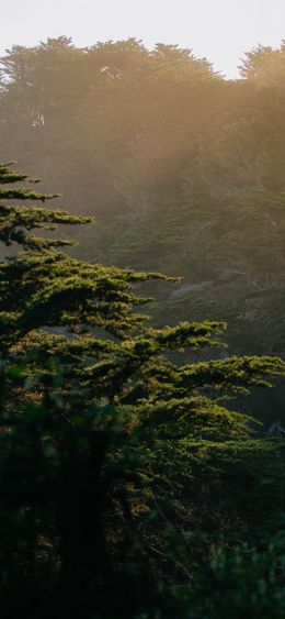 trees, in the mountains Wallpaper 1080x2340