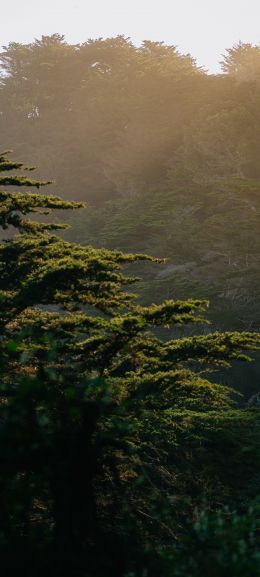 trees, in the mountains Wallpaper 1440x3200